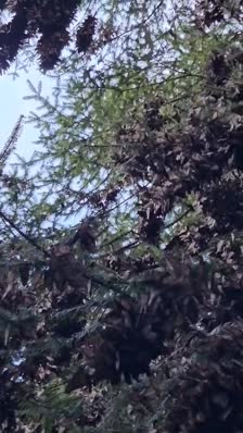 Video Oyamel monarcas